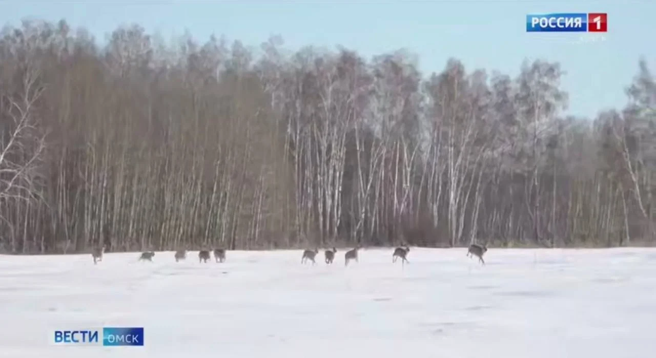 В заказниках Омской области завершается контрольный пересчет животных