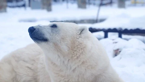 В Большереченском зоопарке пройдут мероприятия ко Дню полярного медведя