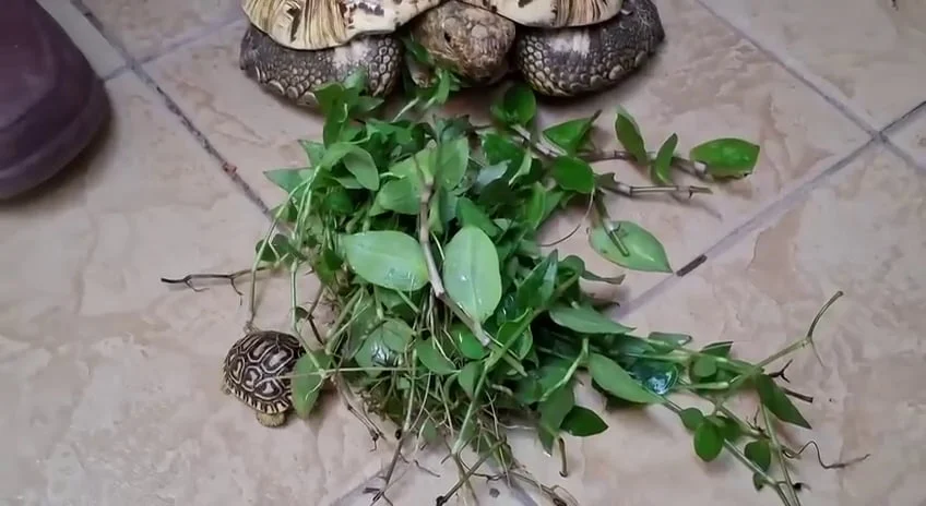 В Омском зоопарке малышку черепашку познакомили с родителями