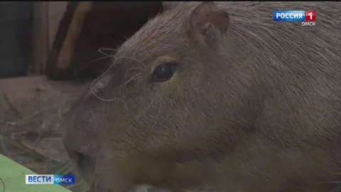 Омский капибара Капыч отмечает 12-й день рождения