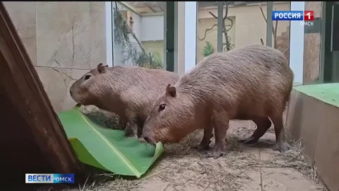 В Омском детском экоцентре готовятся отметить день рождения капибары Капыча
