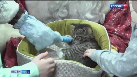 Акция «Ёлка желаний» даже после Нового года продолжает работать