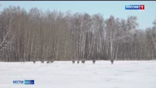 В Омской области охотинспекторы начали ежегодный зимний подсчёт количества животных
