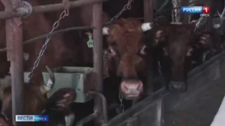 40 млн руб. направят на субсидии для производства молока в Омской области