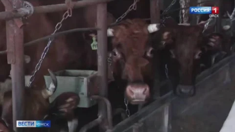 40 млн руб. направят на субсидии для производства молока в Омской области