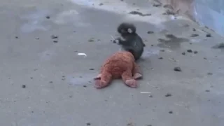 Интернет растрогала история маленькой макаки по кличке Панч из Японии