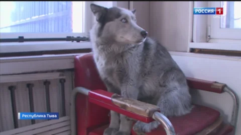 В Туве — появился свой Хатико