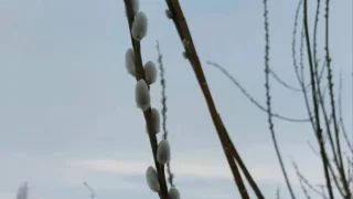 В Омской области в морозы зацвела верба