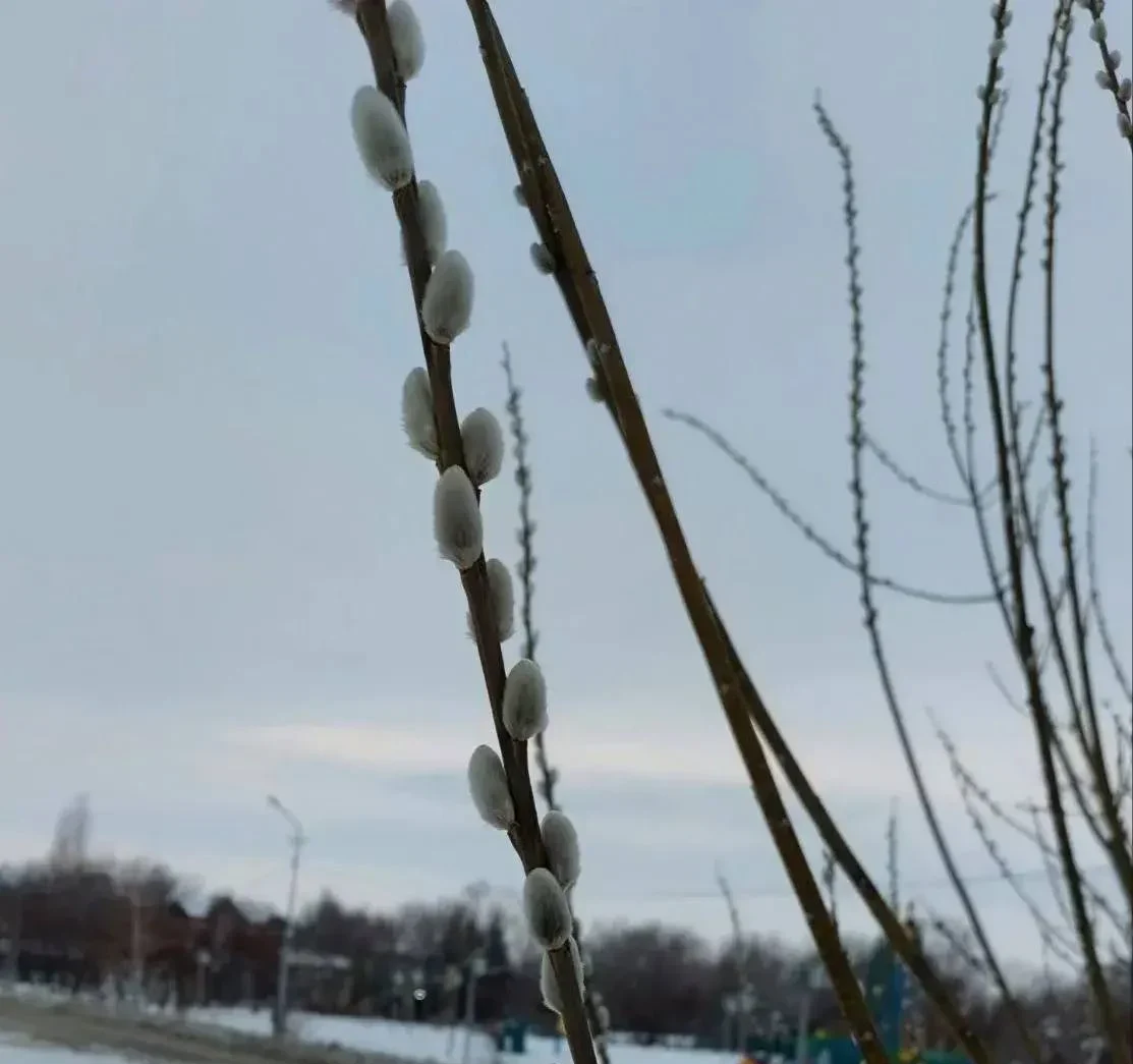 В Омской области в морозы зацвела верба