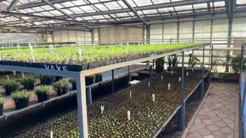 Омск готовит к сезону более 260 тысяч однолетников для городских клумб