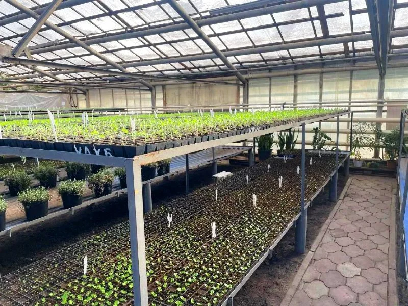 Омск готовит к сезону более 260 тысяч однолетников для городских клумб