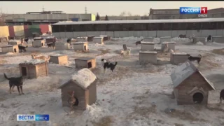 Омичу, который подбросил пятерых щенков к порогу муниципального приюта, грозит штраф