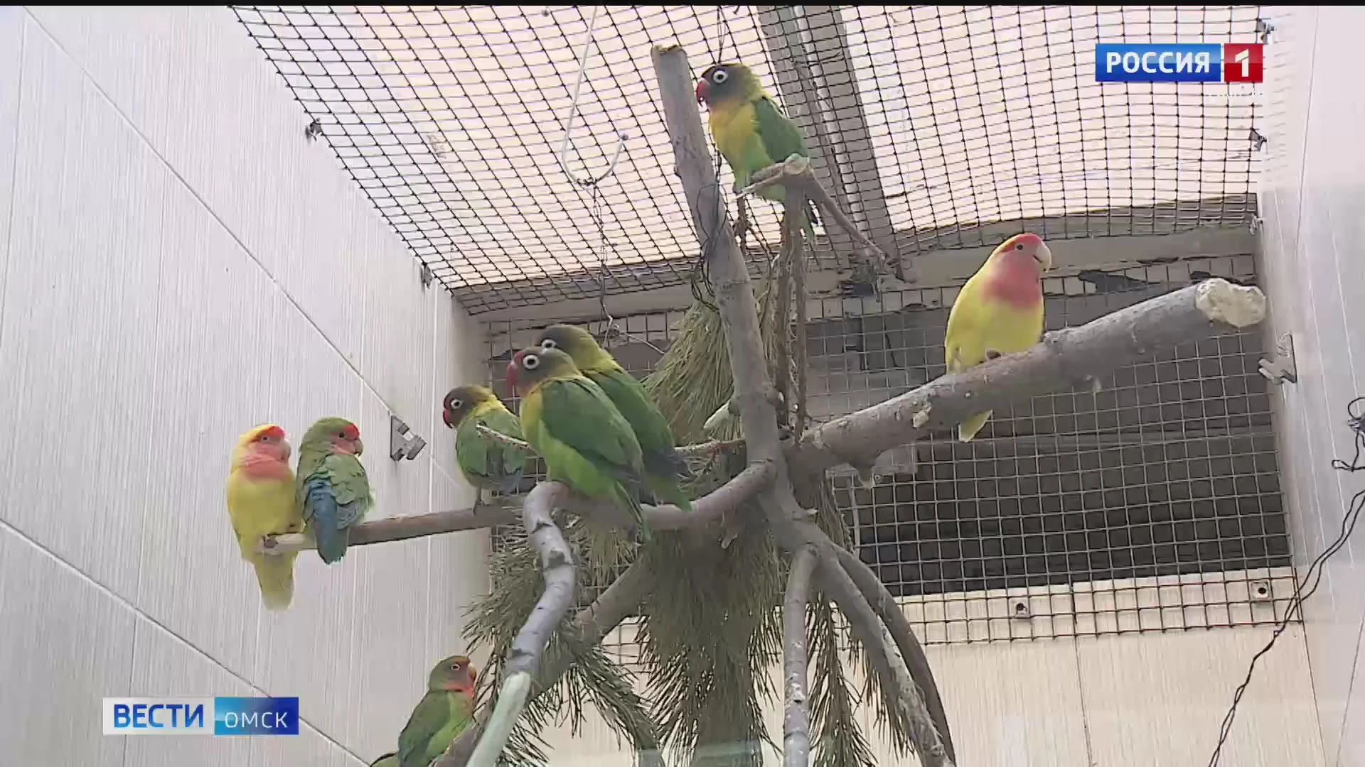 Профессиональный праздник сегодня отмечают те, кто наблюдает и изучает птиц