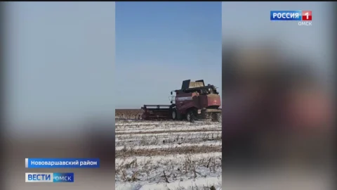 В Омском регионе возобновилась уборочная кампания
