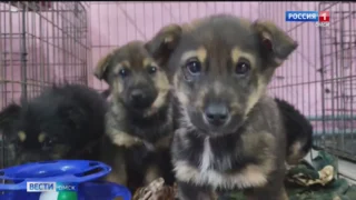 Две коробки щенков подбросили в муниципальный приют для животных