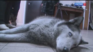 «Вести Сибирь», эфир от 8 февраля 2026 года