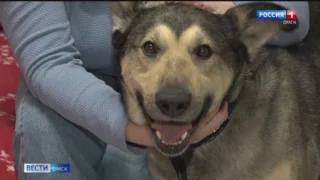В Омске пёс Мишка, которого в январе нашли вмёрзшим в сугроб, обрёл новый дом и любящих хозяев