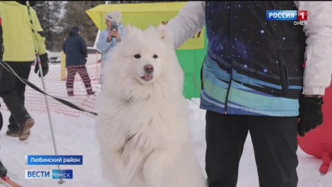 В регионе прошли 3 крупных турнира по ездовому спорту среди пушистых спортсменов