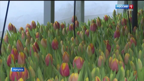 В Сибири начали срезать тюльпаны