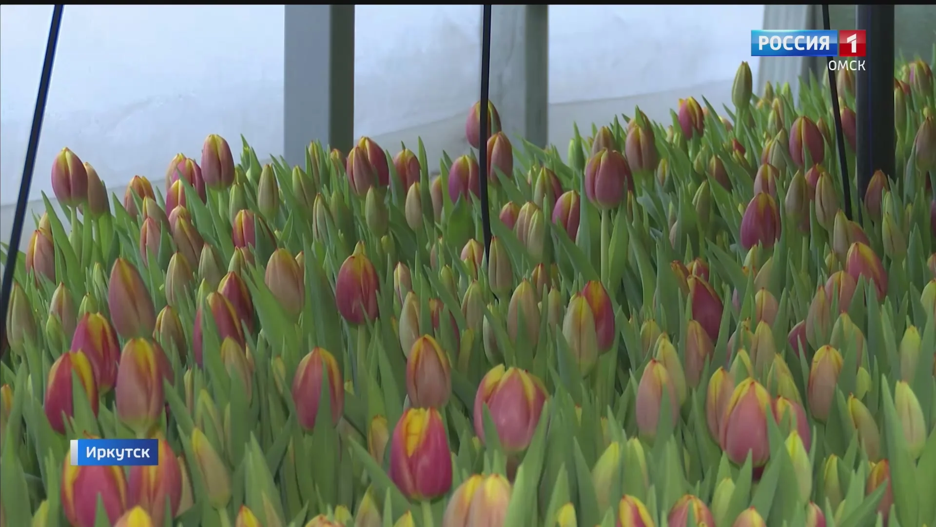 В Сибири начали срезать тюльпаны