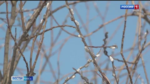 В Омской области в разгар зимы начали зацветать деревья