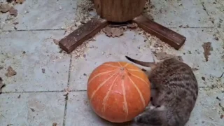 В Омском зоопарке показали, как животные используют осенние запасы