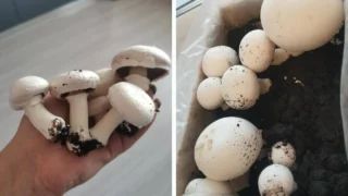 У омички дома выросли шампиньоны