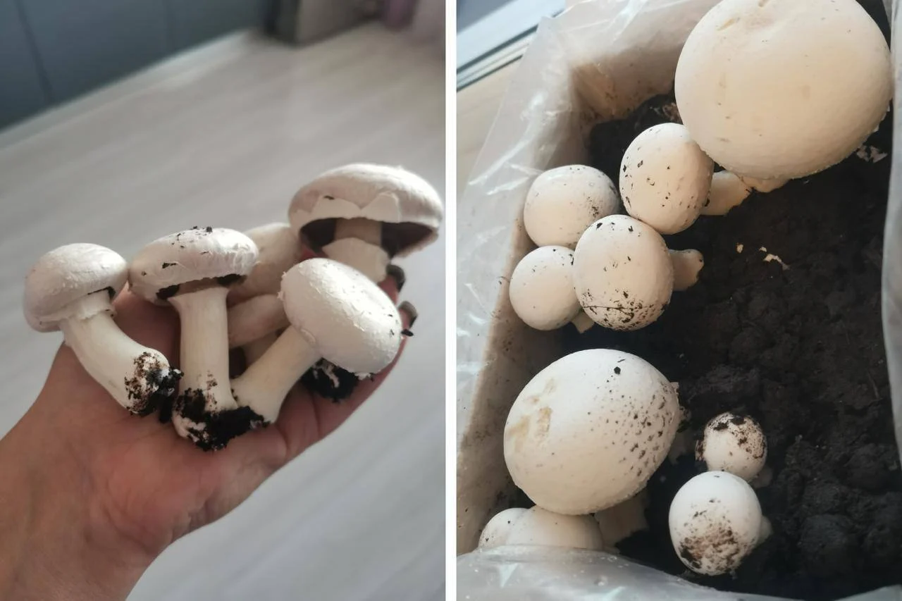 У омички дома выросли шампиньоны