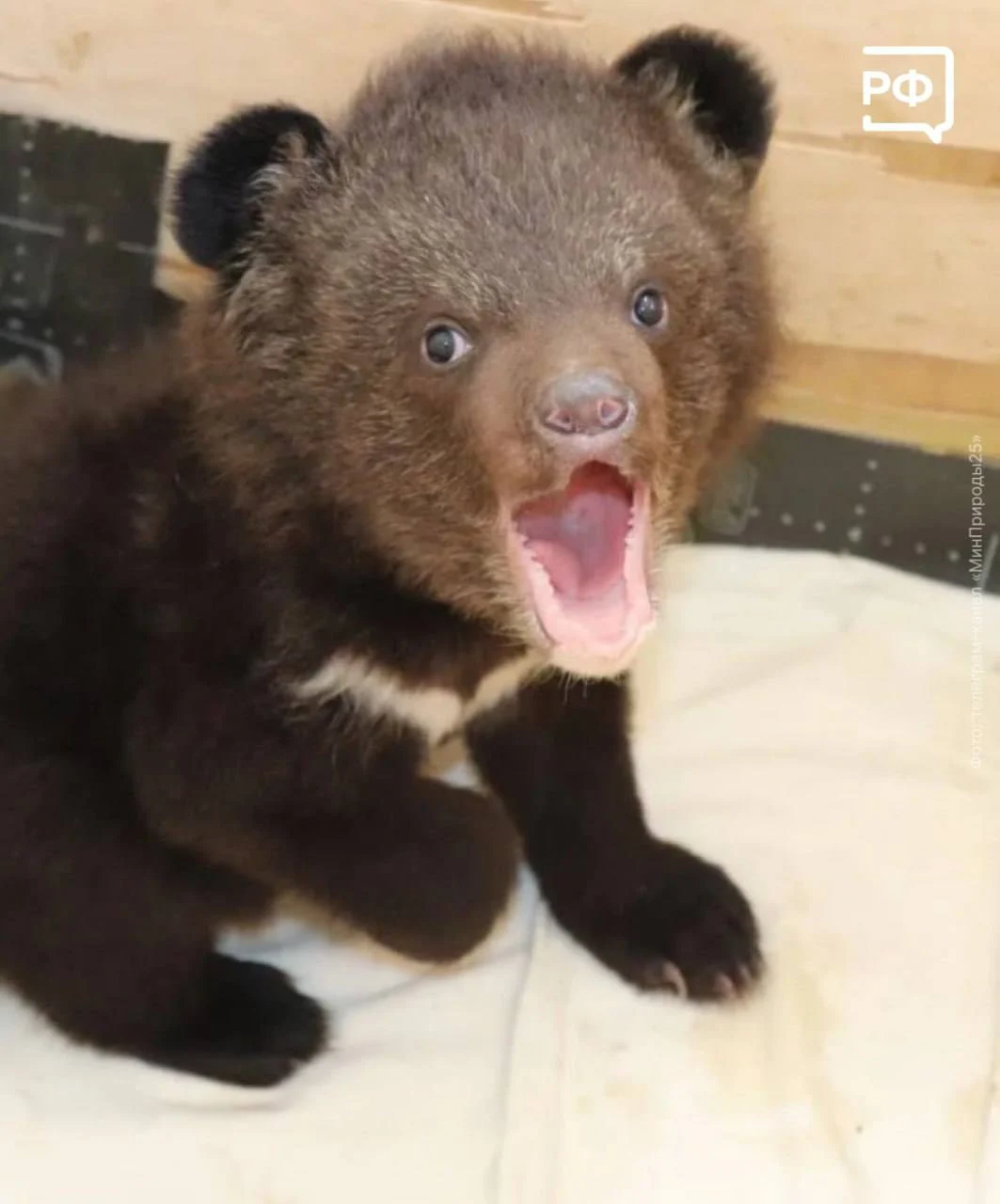 В Приморье гималайских медвежат взяли на попечение
