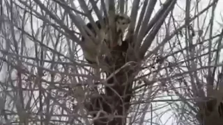 Омичи спасли собаку, которая застряла на дереве