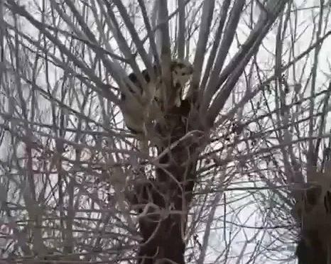 Омичи спасли собаку, которая застряла на дереве