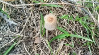 Омичи собрали первые в этом году грибы