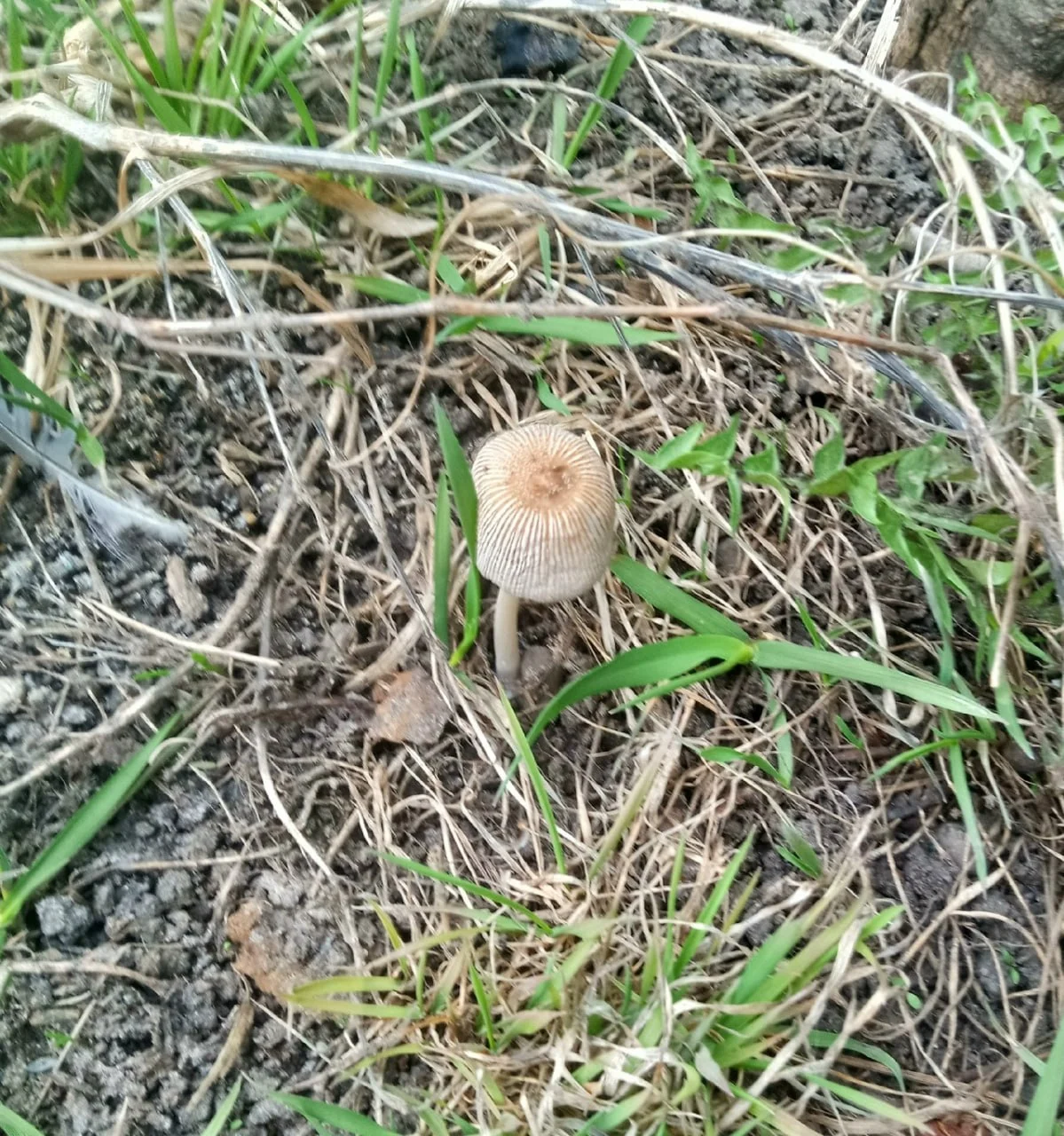 Омичи собрали первые в этом году грибы