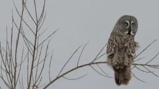 В Омской области заметили редкую гостью