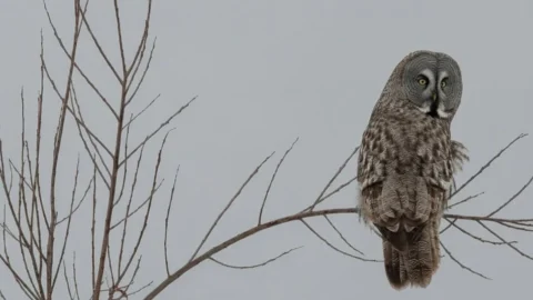 В Омской области заметили редкую гостью