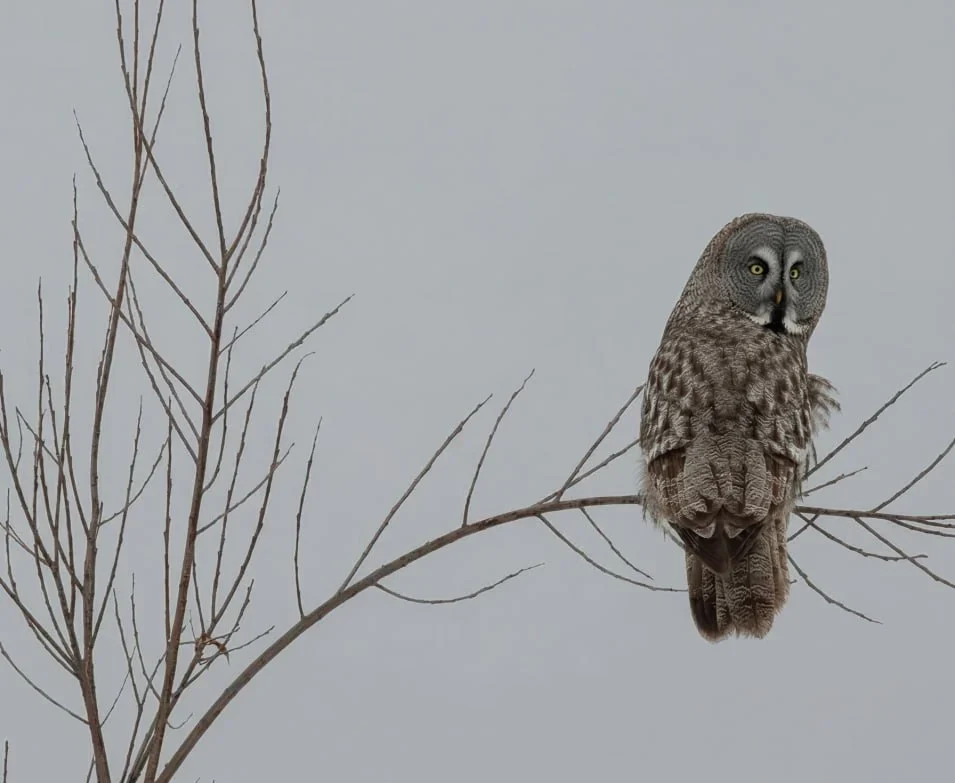 В Омской области заметили редкую гостью
