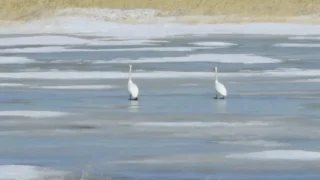 В Омскую область прилетели лебеди