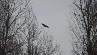 В Омской области заметили редкую птицу – орлана‑белохвоста