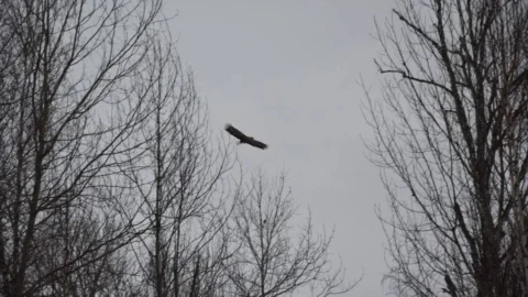 В Омской области заметили редкую птицу – орлана‑белохвоста