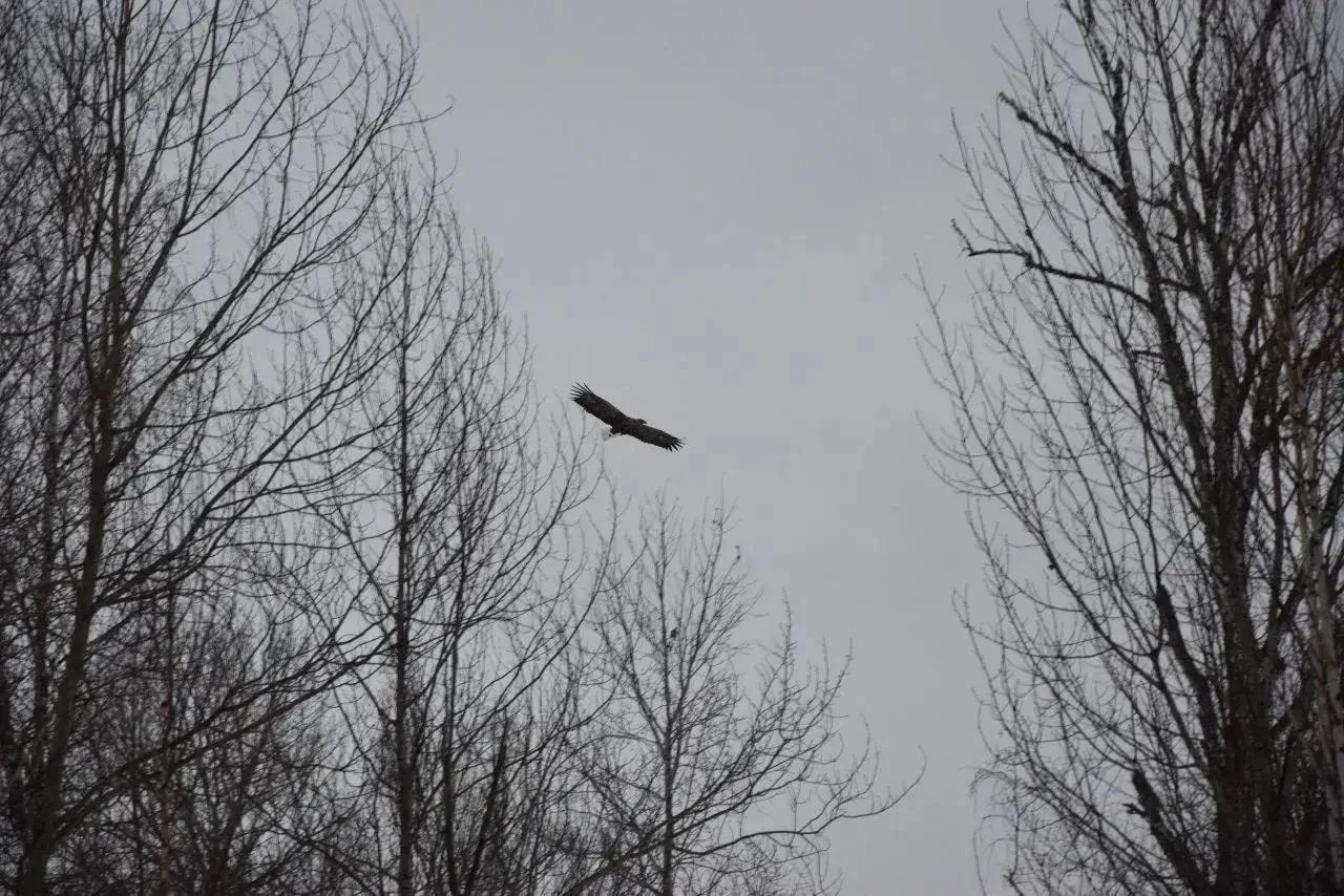 В Омской области заметили редкую птицу – орлана‑белохвоста