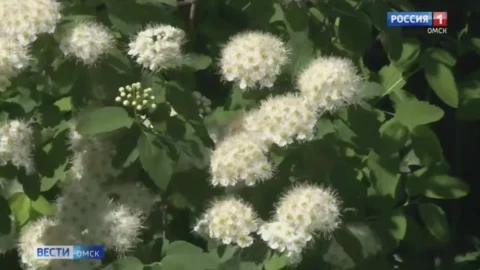 Аллергикам могут разрешить работать удаленно