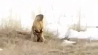 В Омской области проснулись краснокнижные сурки-байбаки