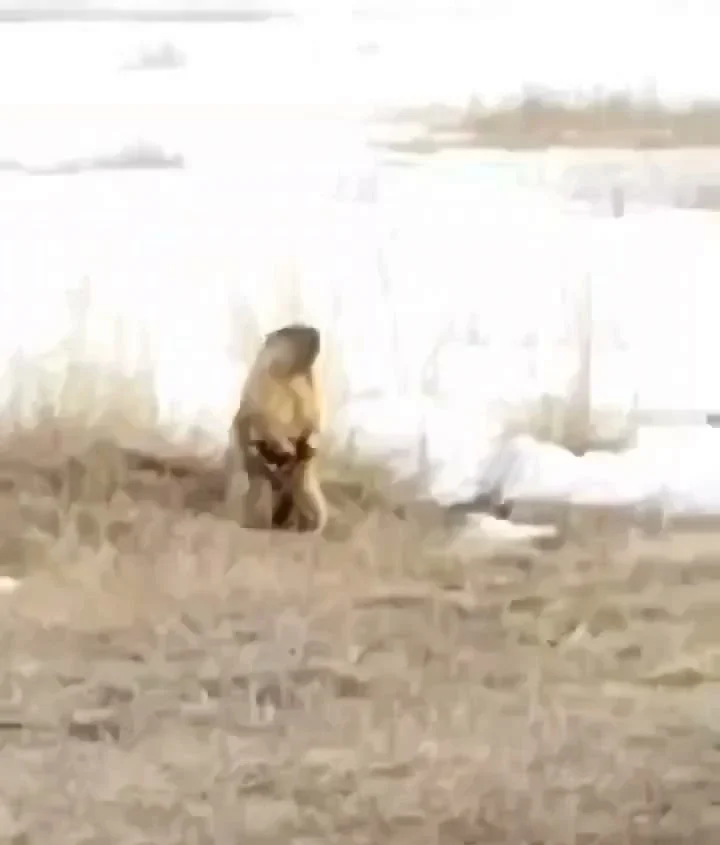 В Омской области проснулись краснокнижные сурки-байбаки