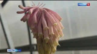 В омском экоцентре растения начали пробуждаться после зимы