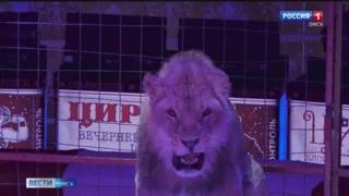 В Омске с большим аншлагом проходит яркое шоу «Балаган» «Цирк Влада Гончарова»