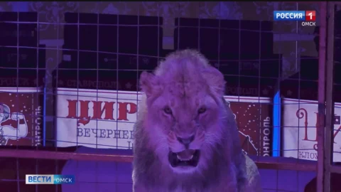 В Омске с большим аншлагом проходит яркое шоу «Балаган» «Цирк Влада Гончарова»