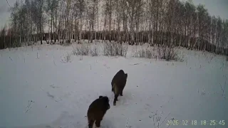 Фотоловушка в Крутинском районе зафиксировала целый подряд кабанов