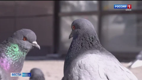 За кормление голубей в Омске можно получить штраф