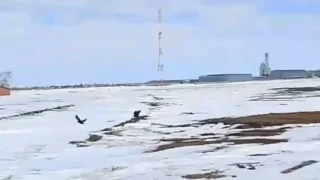 В Омскую область прилетели грачи