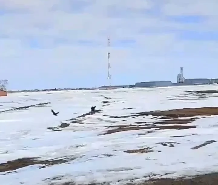 В Омскую область прилетели грачи